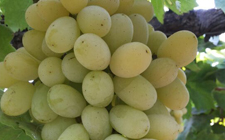 Quality Grapes using Tathastu Electrostatic Spraying System