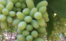 Grapes using Tathastu Electrostatic Spraying System